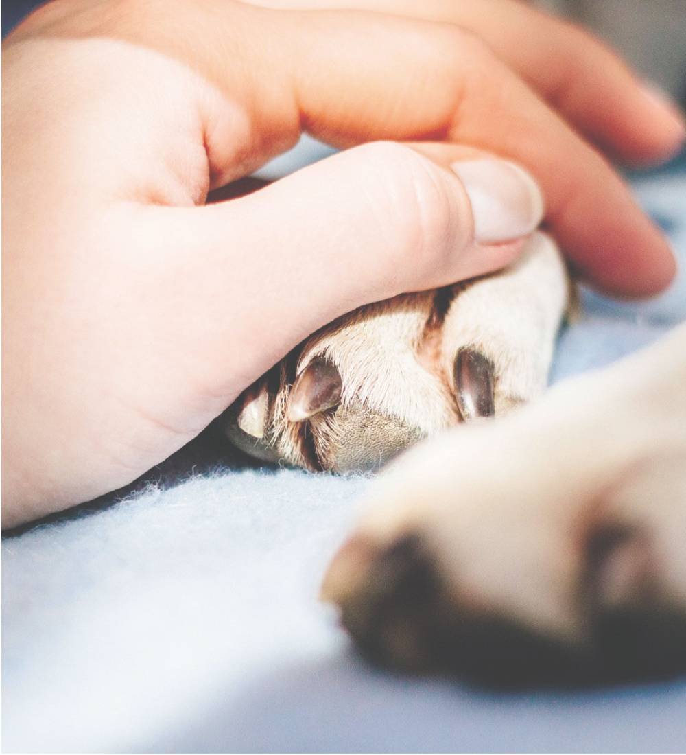 duelo-por-la-mascota-2