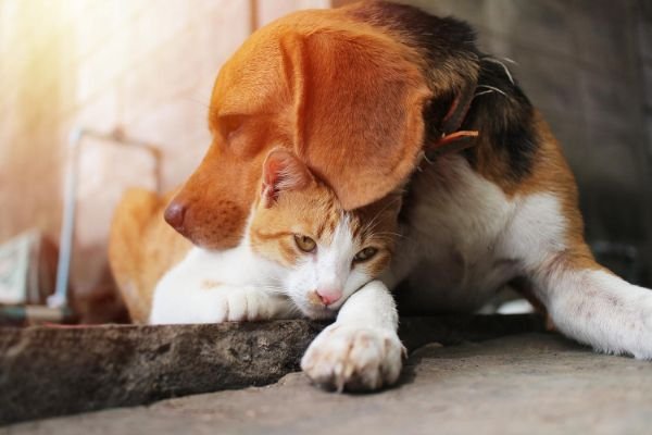 diferencias_entre_perros_y_gatos_21270_orig (1) (1)